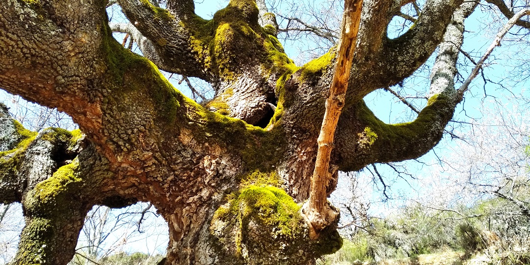 Caminantes en el sol