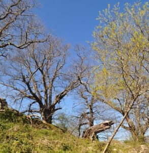 Castaños centenarios Rozas de Puerto Real