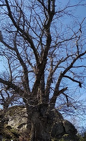 Castaño Canguerrero