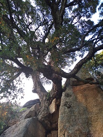 bandoleros pedriza alcornoque miniatura