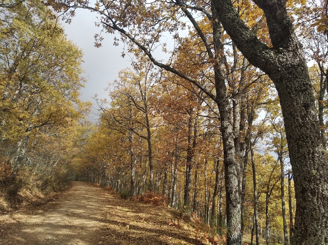 Caminantes en el sol