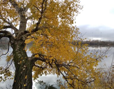 Campillo y Soto de las Juntas