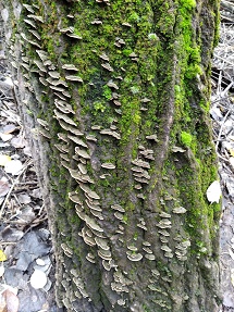 Campillo_miniatura_4