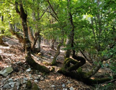 Hayedo de la Pedrosa