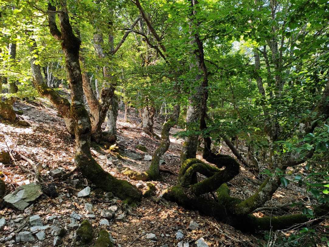 Caminantes en el sol
