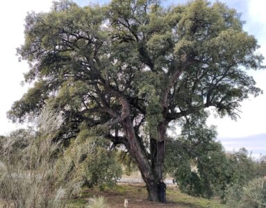 Alcornoques y encinas centenarias de El Pardo