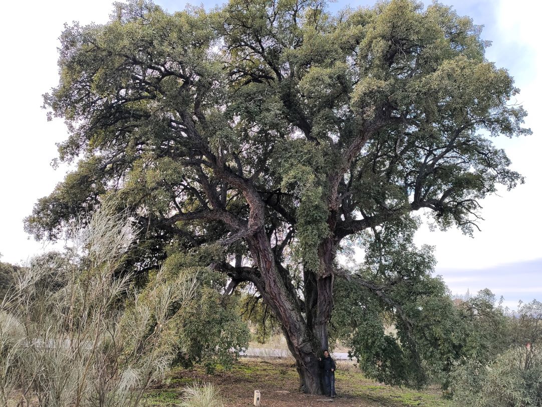 Caminantes en el sol