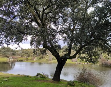 Dehesa de Moncalvillo: un tesoro escondido