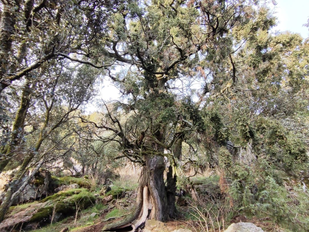 Caminantes en el sol