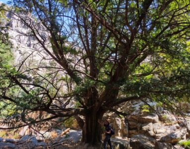 Árboles singulares y chorros del Manzanares